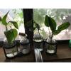 imageSullivans Glass Vase Set 155 x 65 Inches Hinged Metal Holder Clear Set of 5 G6412Set of 4