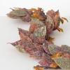 Mixed Leaf