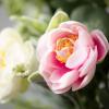 imageSullivans Candle Ring Ranunculus Mini Blossom Wreath Small 45quot Pink ampamp Ivory Flower Wreath for Indoor for Candle Holder Pillar Candle Dcor for Home Office Shelf Fireplace Mantel Table Decorations