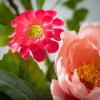 imageSullivans 21 Inch Dahlia Mix Wreath Spring and Summer Artificial Wreath Everyday Wreath Front Door Wreaths Indoor ampamp Outdoor Wreaths Door Entryway Porch DcorPink Floral