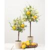 imageSullivans Artificial Set of 2 Herb Lemon Topriaries 24quot H ampamp 19quot H Green