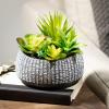 imageSullivans Artificial Succulent in Ceramic Pot 6quot H Faux Succulent Perfect for House Living Room Office Housewarming Gift Indoor Decor