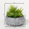 imageSullivans Artificial Succulent in Ceramic Pot 6quot H Faux Succulent Perfect for House Living Room Office Housewarming Gift Indoor Decor