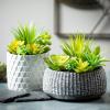 imageSullivans Artificial Succulent in Ceramic Pot 6quot H Faux Succulent Perfect for House Living Room Office Housewarming Gift Indoor Decor
