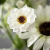 imageSullivans Spring Wreaths for Front Door Sunflower ampamp Wispy Berry Wreath 26quot Artificial Mixed White Sun Flower Floral Spring Wreath Indoor Outdoor Decorations for Fireplace Cabinet Mantle Home Dcor