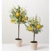 imageSullivans Artificial Set of 2 Herb Lemon Topriaries 24quot H ampamp 19quot H Green