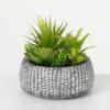 imageSullivans Artificial Succulent in Ceramic Pot 6quot H Faux Succulent Perfect for House Living Room Office Housewarming Gift Indoor Decor