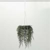 imageSullivans 15quot Draping Cypress Hanging Wreath Christmas Decor Artificial Greenery Perfect for Fireplace Mantels Dining and Living Rooms15 Inch