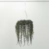 imageSullivans 15quot Draping Cypress Hanging Wreath Christmas Decor Artificial Greenery Perfect for Fireplace Mantels Dining and Living Rooms16 Inch