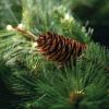 imageSullivans 24quot Prelit Pine Christmas Wreath ampamp 9 Pine Christmas Garland Bundle LED White Lights Pinecones Battery Timer Holiday Decor