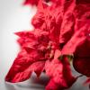 imageSullivans 29quot Red Pointsets Spray Greenery Flower Plant Dcor for Bouquet Vase Filler Christmas Home Decoration for Mantels Doorways and Windows