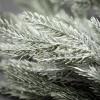 imageSullivans 32quot Silver Green Pine Spray Greenery Flower Plant Dcor for Bouquet Vase Filler Christmas Home Decoration for Mantels Doorways and WindowsGreen