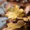 imageSullivans Oak Leaf Spray Set of 2 Artificial Fake Flower Lifelike Bouquet Centerpiece for Home Office Weddings and Gifts Decor
