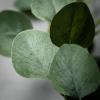 imageSullivans 6 ft Eucalyptus Leafy Green Garland Artificial Greenery Decor for All Seasons Perfect for Weddings Fireplace Mantels Dining and Living RoomsEucalyptus Leafy