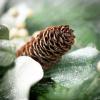imageSullivans Pine Eucalyptus Garland Christmas Dcor Artificial Garland Christmas Garlands Garlands for Mantel Dcor