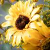 imageSullivans 125 Inch Sunflower Eucalyptus Mini Ring Spring and Summer Artificial Wreath Everyday Candle Rings Mini Door Wreaths Indoor ampamp Outdoor Wreaths Door Entryway Porch Dcor