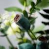 imageSullivans 13 Inch Green Pod Foliage Mini Wreath Spring and Summer Artificial Wreath Everyday Wreath Front Door Wreaths Indoor ampamp Outdoor Wreaths Door Entryway Porch Dcor