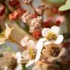 imageSullivans 135 Inch Rust Flower Eucalyptus Ring Spring and Summer Artificial Wreath Everyday Candle Rings Mini Door Wreaths Indoor ampamp Outdoor Wreaths Door Entryway Porch Dcor