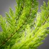 imageSullivans 23quot Long Evergreen Bush Greenery Flower Plant Dcor for Bouquet Vase Filler Christmas Home Decoration for Mantels Doorways and Windows
