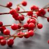 imageSullivans 47quot Large Weeping Red Berry Spray Greenery Flower Plant Dcor for Bouquet Vase Filler Christmas Home Decoration for Mantels Doorways and Windows