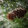 imageSullivans Cedar Pinecone and Blue Berry Orb Artificial Fake Flower Lifelike Bouquet Centerpiece for Home Office Weddings and Gifts Decor