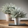 imageSullivans Frosted Snow Cedar Potted Winter Bouquet Set of 2 Artificial Fake Flower Lifelike Bouquet Centerpiece for Home Office Weddings and Gifts Decor
