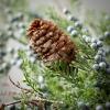 imageSullivans Pine and Cedar Blue Berry Spray Artificial Fake Flower Lifelike Bouquet Centerpiece for Home Office Weddings and Gifts Decor