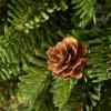 imageSullivans Soft Touch Pine and Pinecone Orb Artificial Fake Flower Lifelike Bouquet Centerpiece for Home Office Weddings and Gifts Decor