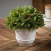 imageSullivans Soft Touch Pine and Pinecone Orb Artificial Fake Flower Lifelike Bouquet Centerpiece for Home Office Weddings and Gifts Decor