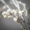imageSullivans Tall Snow Berry Twig Spray Artificial Fake Flower Lifelike Bouquet Centerpiece for Home Office Weddings and Gifts Decor