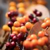 imageSullivans Vibrant Autumn Berry Stem Set Artificial Fake Flower Lifelike Bouquet Centerpiece for Home Office Weddings and Gifts Decor