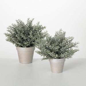 imageSullivans Frosted Snow Cedar Potted Winter Bouquet Set of 2 Artificial Fake Flower Lifelike Bouquet Centerpiece for Home Office Weddings and Gifts Decor