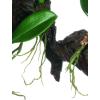 imageSullivans 0571POT Decorative Fiddle Leaf Tree Artificial Potted Plant Green 5 Feet x 27 InchPhalaenopsis