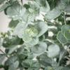 imageSullivans Fake Pant Large Potted Eucalyptus Artificial Tree Indoor 4 ft Faux Greenery Plant in Pot Perfect for Living Room Home and Office Dcor