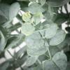 imageSullivans Fake Plant Medium Potted Eucalyptus Artificial Tree Indoor 25 Ft Faux Greenery Plant in Pot Perfect for Living Room Home and Office Dcor