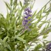 imageSullivans Fake Plant Potted Lavender Artificial Tree Indoor Double Topiary Bush 4 ft Faux LifeLike Greenery Plant in Pot 46quot Perfect for Living Room Home and Office Dcor