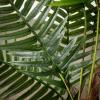 imageSullivans Fake Plant Potted Palm Tree Artificial Tree Indoor 4 ft Faux LifeLike Greenery Plant in Pot 51quot Perfect for Living Room Home and Office Dcor