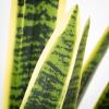 imageSullivans Fake Plant Potted Snake Plant Artificial Tree Indoor 2 ft Faux LifeLike Sansevieria Greenery Plant in Pot 22quot Perfect for Living Room Home and Office Dcor
