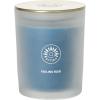 imageSullvans Vance Kitira Scented Candle Single Wick Jar Candles 80 Hour Burn Time 1587 Oz Pear ampamp Citrus Scent  Botanist Green LongLasting Aromatic Glass Candle for Home Dcor ampamp GiftsMint Coconut