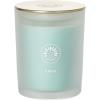 imageSullvans Vance Kitira Scented Candle Single Wick Jar Candles 80 Hour Burn Time 1587 Oz Pear ampamp Citrus Scent  Botanist Green LongLasting Aromatic Glass Candle for Home Dcor ampamp GiftsCactus Lemon