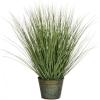 Bushy Grass
