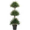 Pine Topiary