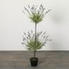 imageSullivans Fake Plant Potted Lavender Artificial Tree Indoor Double Topiary Bush 4 ft Faux LifeLike Greenery Plant in Pot 46quot Perfect for Living Room Home and Office Dcor