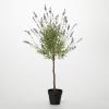 imageSullivans Fake Plant Potted Lavender Artificial Tree Indoor Topiary Bush 3 ft Faux LifeLike Greenery Plant in Pot 37quot Perfect for Living Room Home and Office Dcor