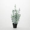 imageSullivans Fake Plant Small Potted Eucalyptus Artificial Tree Indoor 27quot Faux Greenery Plant in Pot Perfect for Living Room Home and Office Dcor