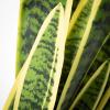 imageSullivans Fake Plant Potted Sansevieria Artificial Tree Indoor 3 ft Faux LifeLike Greenery Plant in Pot 36quot Perfect for Living Room Home and Office Dcor
