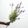 imageSullivans Fake Plants Lavender Artificial Flower Stem for Indoor 2 ft Faux LifeLike Greenery Plant 29quot Perfect for Any Pot or Vase in Living Room Home ampamp Office Dcor Shelf ampamp Mantle Decorations