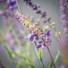 imageSullivans Fake Plants Lavender Artificial Flower Stem for Indoor 2 ft Faux LifeLike Greenery Plant 29quot Perfect for Any Pot or Vase in Living Room Home ampamp Office Dcor Shelf ampamp Mantle Decorations