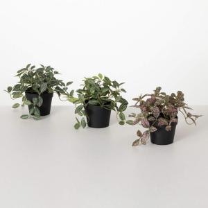 imageSullivans Fake Plants Potted Fittonia Artificial Plant Bundle Set of 3 for Indoor 65quot Green Pink Faux LifeLike Trailing Plants Perfect in Living Room Home ampamp Office Dcor Shelf ampamp Mantle Decoration