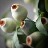 imageSullivans 16quot Artificial Berry Pod Bush Set of 3 Everyday Home Decor Artificial Plants Indoor Artificial Greenery Room Kitchen Office ampamp Bathroom Dcor Fake Plants